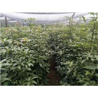 湖南金丝楠木_金丝楠木多少钱一棵？ 