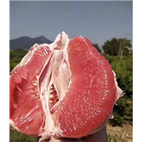三红蜜柚苗种植 