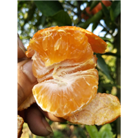 湖南柑橘树苗批发价格 