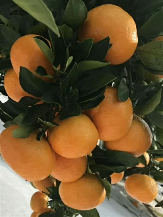 河南柑橘苗_柑橘苗培植基地 