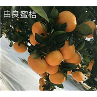 湖南由良蜜桔苗价格 