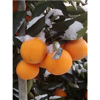 陕西柑橘苗_柑橘苗培植基地 
