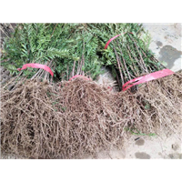 浙江红豆杉_红豆杉出售价格 
