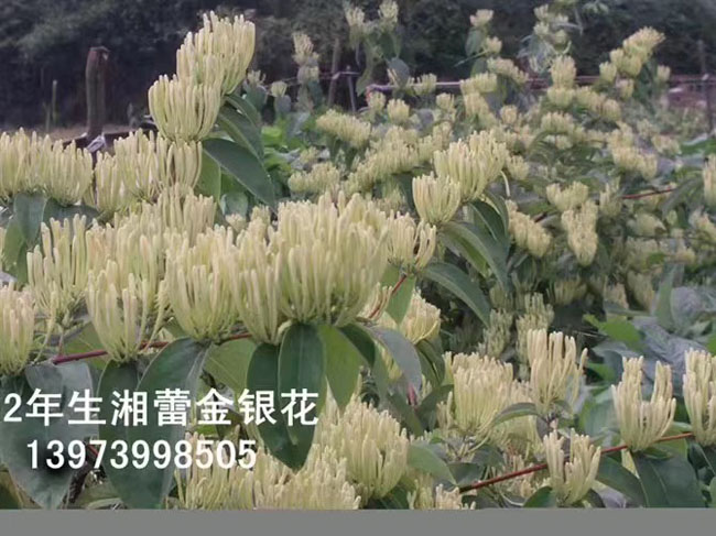 树形金银花苗种植 