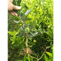 湖南美国糖桔苗专业种植基地 