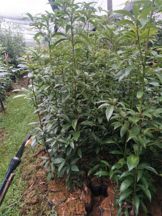 广东金丝楠木_金丝楠木培植基地 
