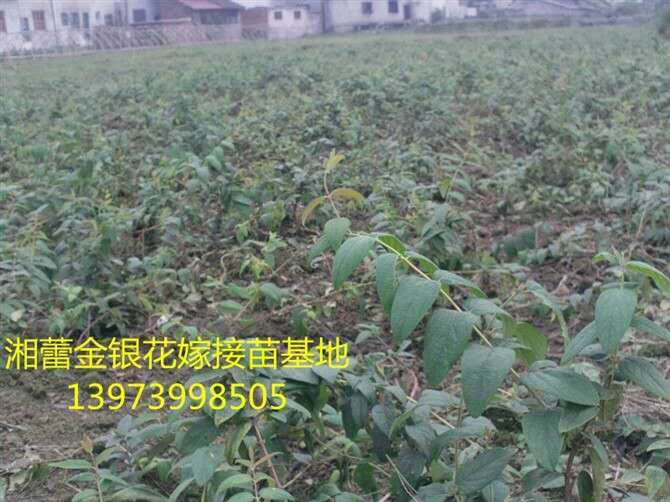 湖南树形金银花_湖南树形金银花小苗基地 