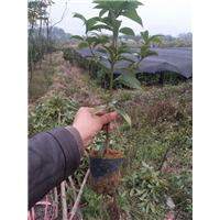 湖南金丝楠木_哪里有卖金丝楠木的？ 
