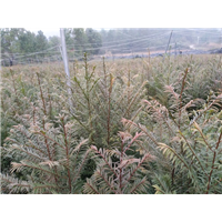 湖南红豆杉种子价格 