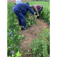 由良蜜桔苗种植 