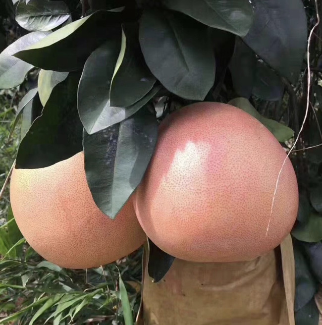 湖南三红蜜柚苗价格 