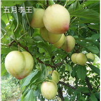 湖南新品种李子苗 