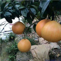 湖南黄金蜜柚苗基地 
