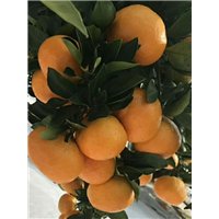 明日见柑橘苗批发 