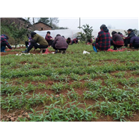陕西毛桃苗_毛桃苗培育基地 