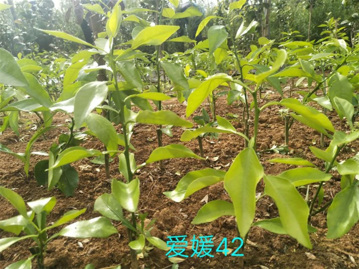 湖南爱媛42号_哪里有卖爱媛42号的？ 