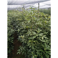 湖南金丝楠木_金丝楠木苗木批发价格 