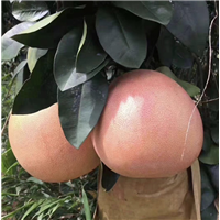湖南三红蜜柚苗价格 