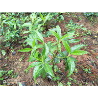 湖南草珊瑚种子基地 