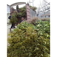 金丝楠木苗批发 