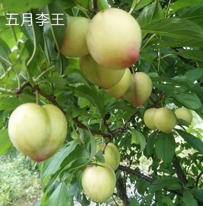 湖南新品种李子苗 