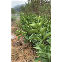 湖南金秋砂糖桔苗基地 
