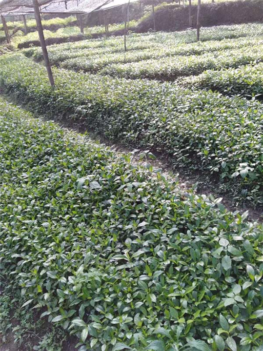 湖南草珊瑚种子批发 
