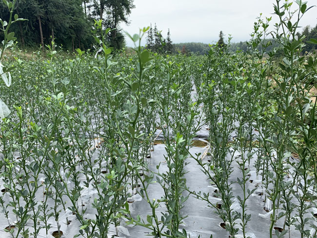 枳小苗种植基地 