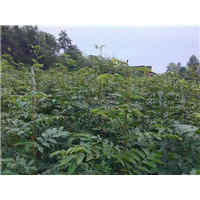 湖南青钱柳苗种植基地 