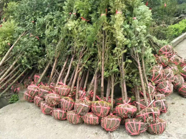 红豆杉树苗批发 