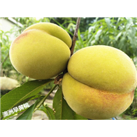 黄桃树苗_湖南黄桃苗哪里好？ 