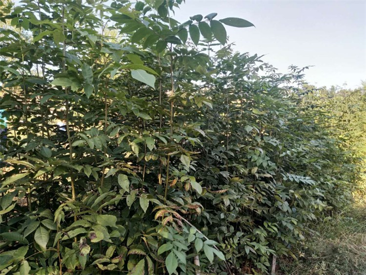 湖南青钱柳苗哪里有卖的？ 