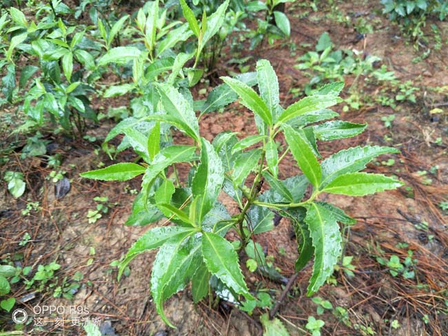 湖南草珊瑚种子基地 
