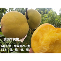 黄桃树苗_湖南黄桃苗种植苗圃 