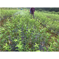 黄金奈李苗批发 