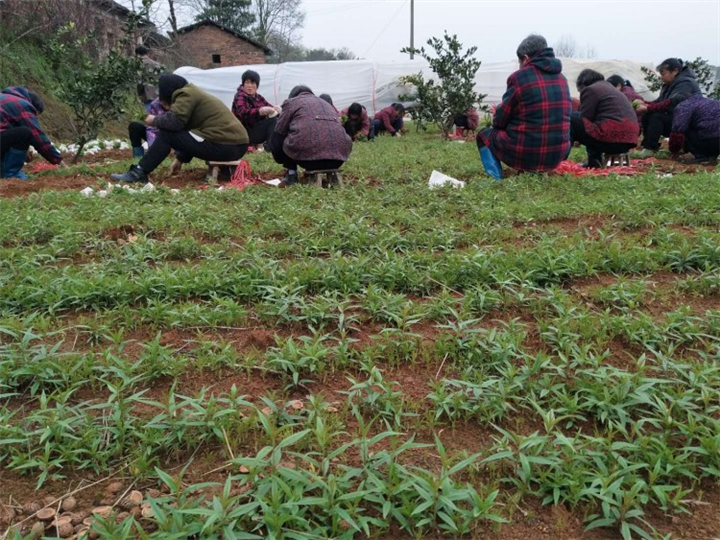 陕西毛桃苗_毛桃苗培育基地 