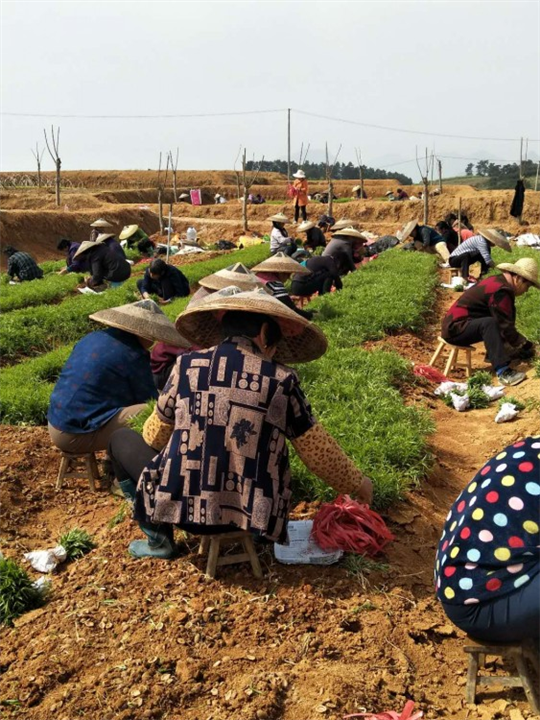 【毛桃】_湖南毛桃苗培育基地 