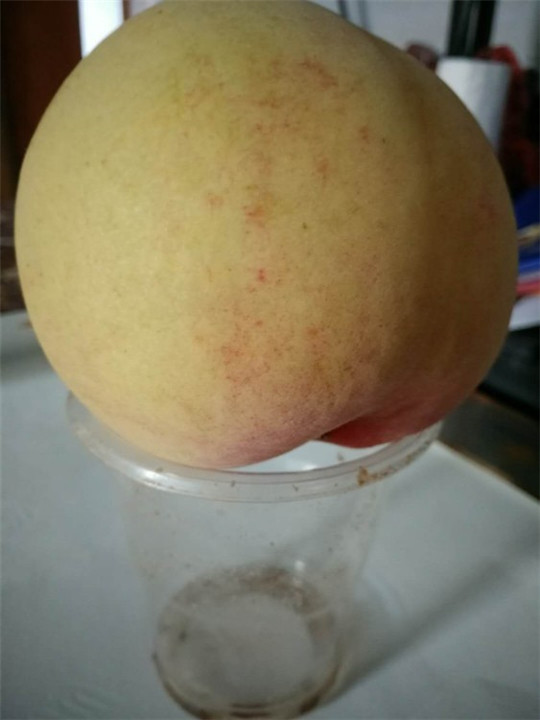 黄桃树苗_湖南黄桃苗批发多少钱？ 