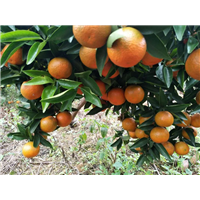 明日见柑橘苗 