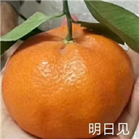 明日见柑桔苗批发 