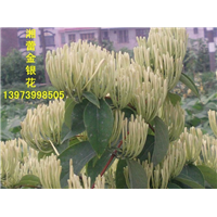 树形金银花苗 