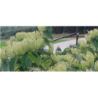 江苏树形金银花_树形金银花出售价格 