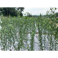 枳小苗种植基地 