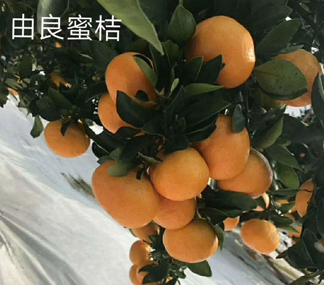 湖南由良蜜桔苗价格 