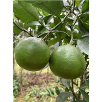 明日见柑橘苗基地 