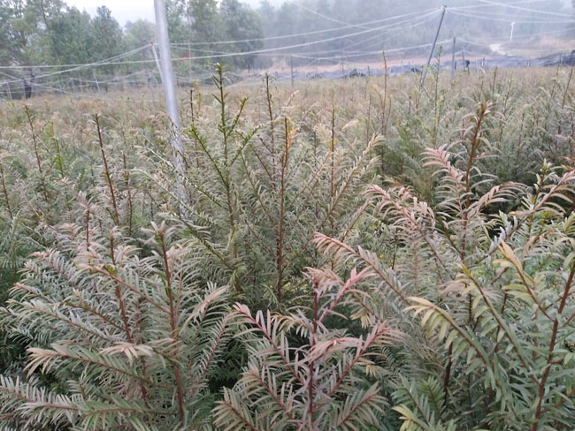 湖南红豆杉种子价格 