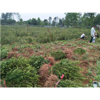 红豆杉树苗种植 