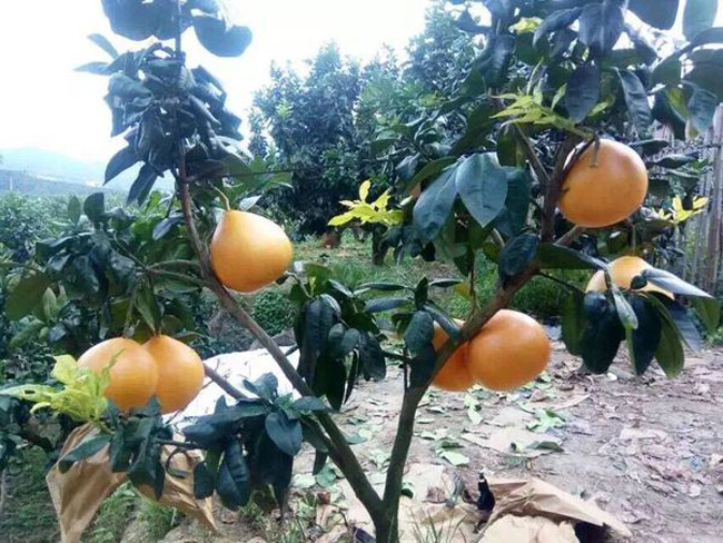 黄金蜜柚苗基地 