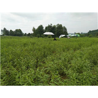 湖南毛桃小苗基地 