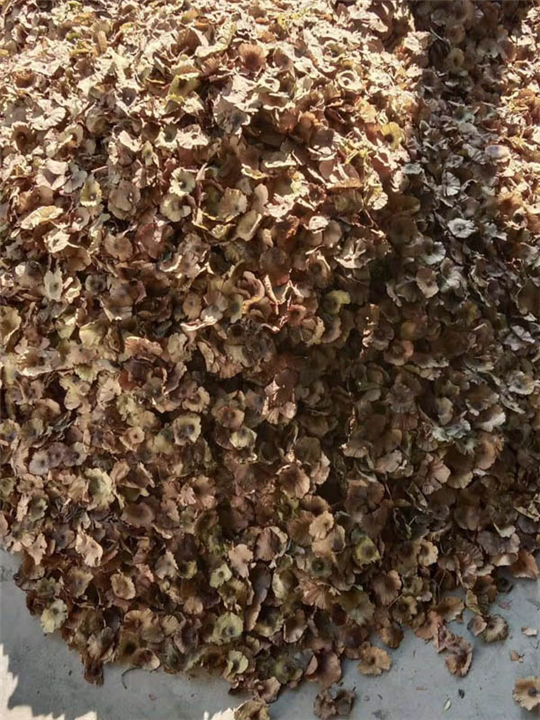 青钱柳苗批发 